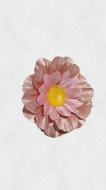 Margarete medii