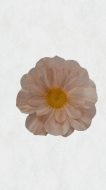 Margarete medii