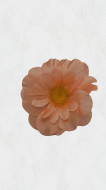 Margarete medii