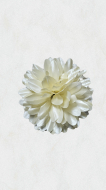 Crizanteme