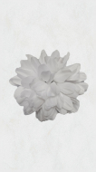 Crizanteme