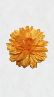 Crizanteme