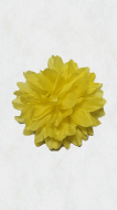 Crizanteme