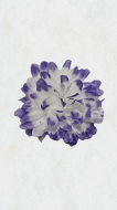 Crizanteme