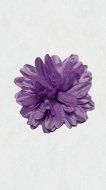 Crizanteme
